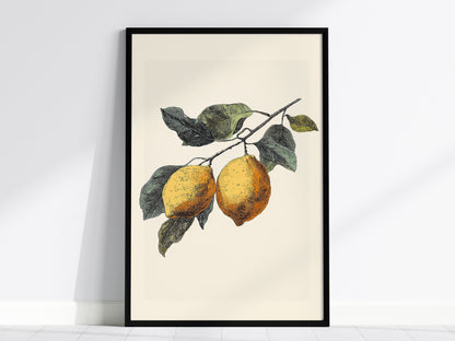 Lemons 01 Poster | Floral and Plants Art Print — framed print on the wall, 24x36 in