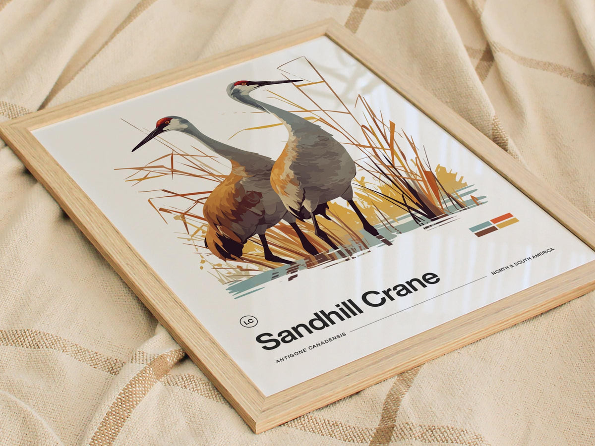 Sandhill Crane Poster | Artistic Art Print — view 7