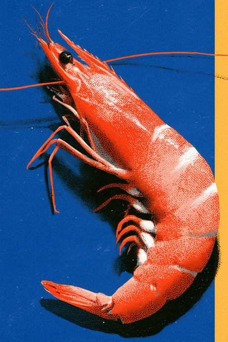 prawn-on-blue