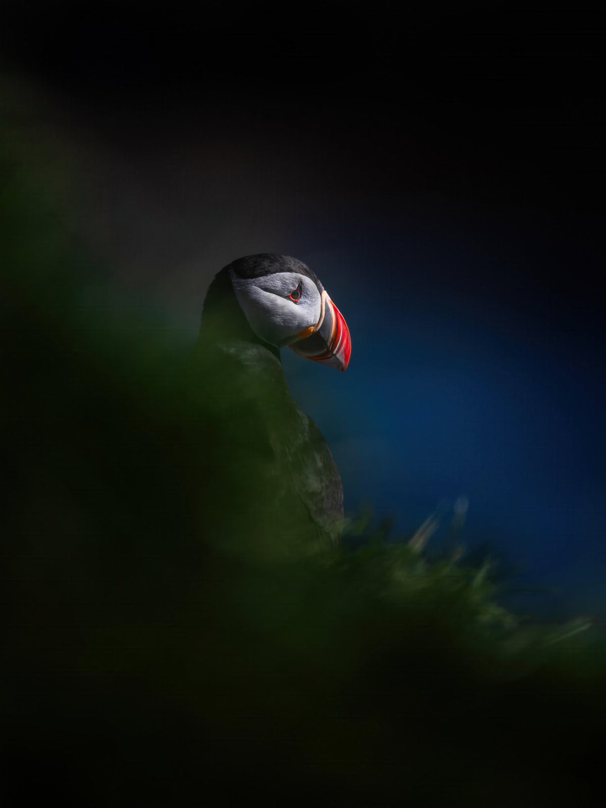 Puffin Poster