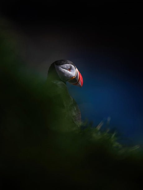 Puffin Poster
