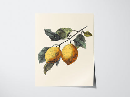 Lemons 01 Poster | Floral and Plants Art Print — print detail on fine art paper